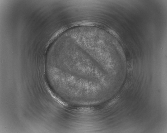 X0000080740349200701051150