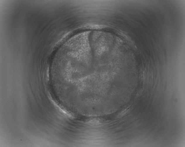 X0000080740358200701051150