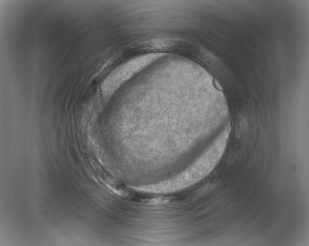 X0000080740366200701051151