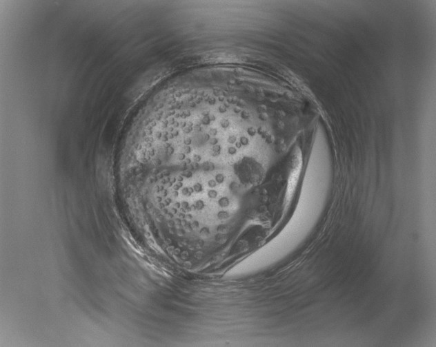 X0000080740386200701051150