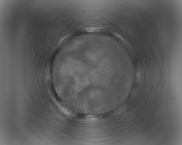 X0000080740620200701051146