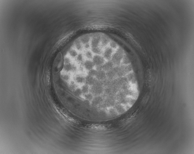 X0000080740640200701051145