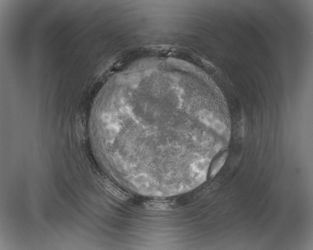 X0000080740661200701051146