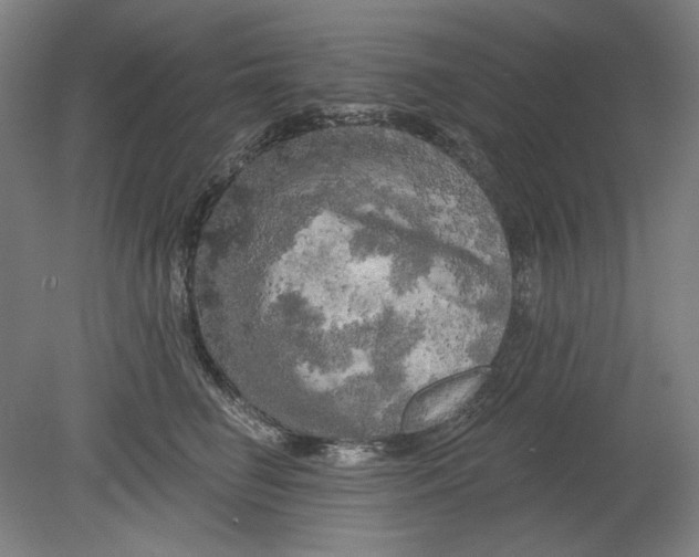 X0000080740662200701051146