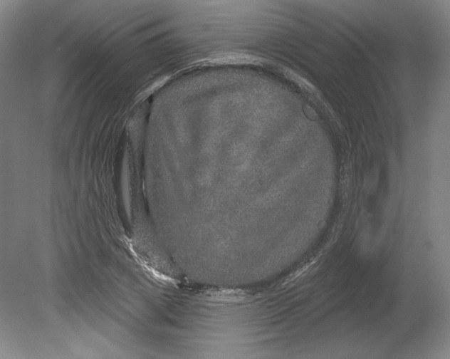 X0000080740833200701051142