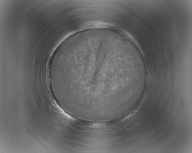 X0000080740835200701051142