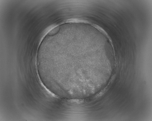 X0000080740855200701051142