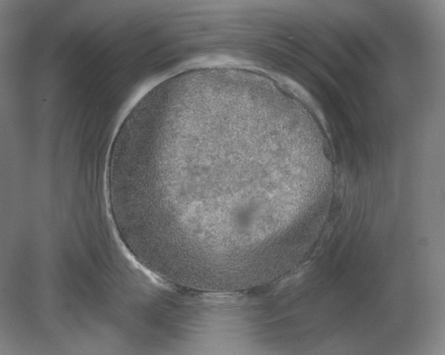 X0000080740863200701051143