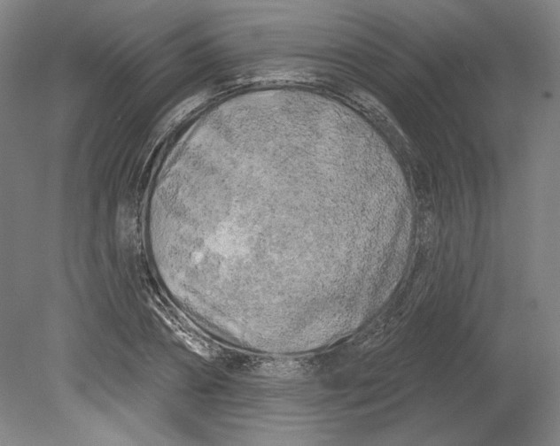 X0000080740882200701051142