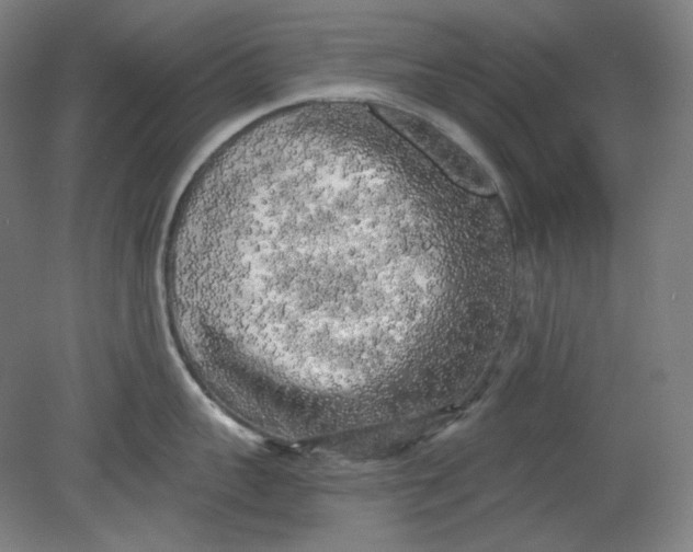 X0000080740959200701051141