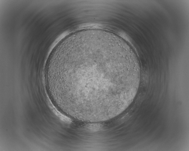 X0000080741090200701051138