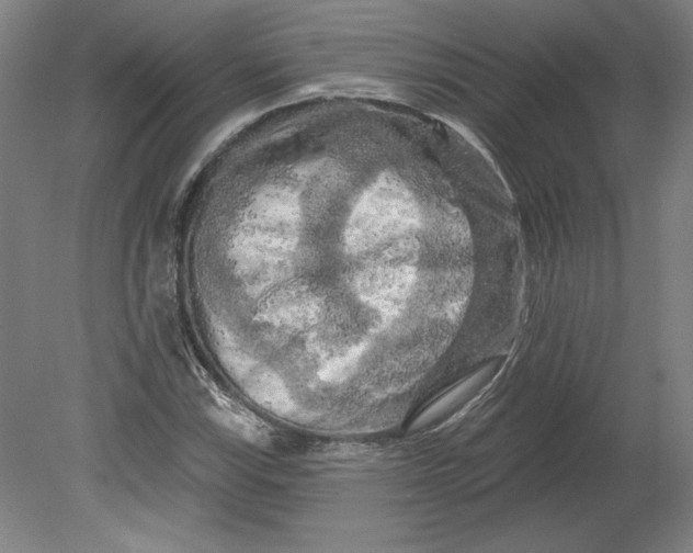 X0000080741115200701051137