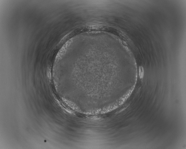 X0000080741155200701051137