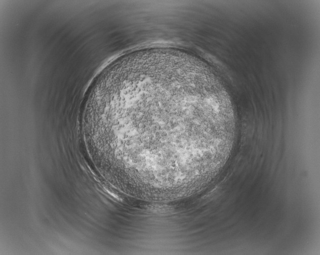 X0000080741170200701051137