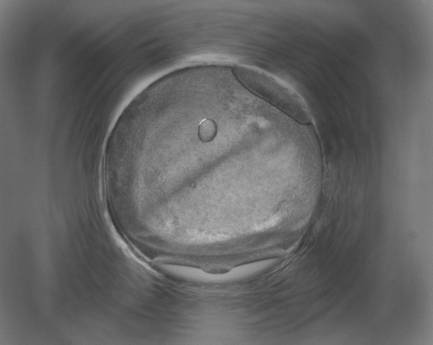 X0000080741295200701051135