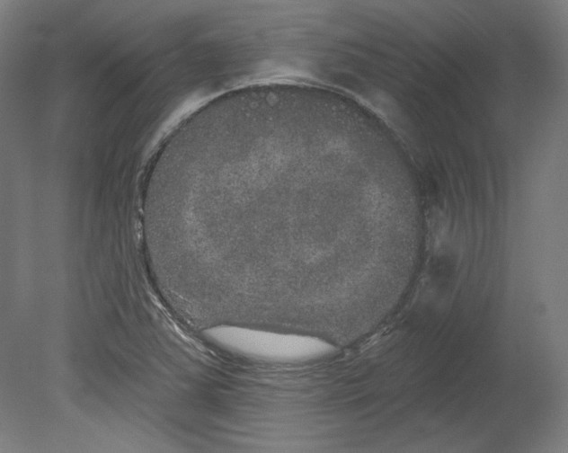 X0000080741363200701051133