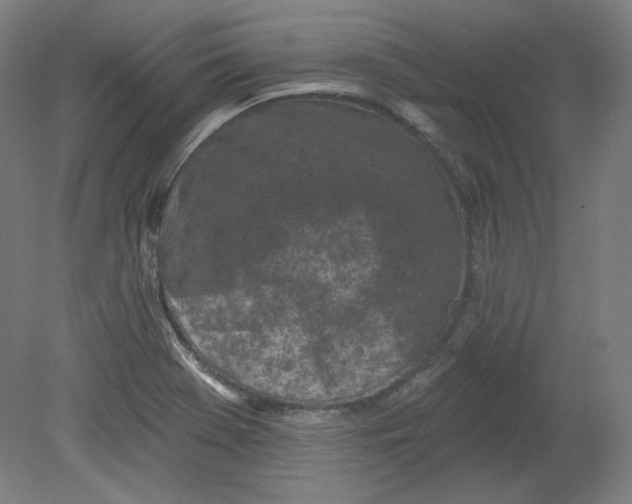 X0000080741369200701051133