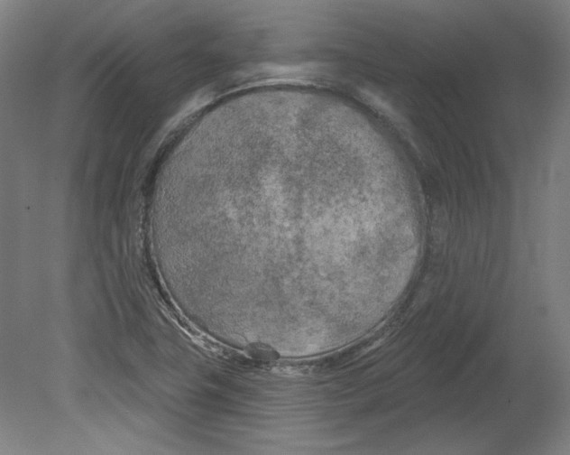 X0000080741411200701051132