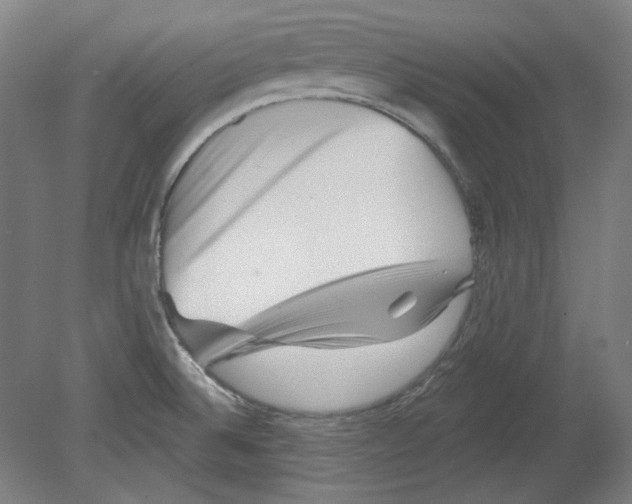 X0000080741524200701051131