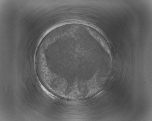 X0000080741535200701051131