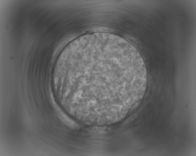 X0000080740049200701121947