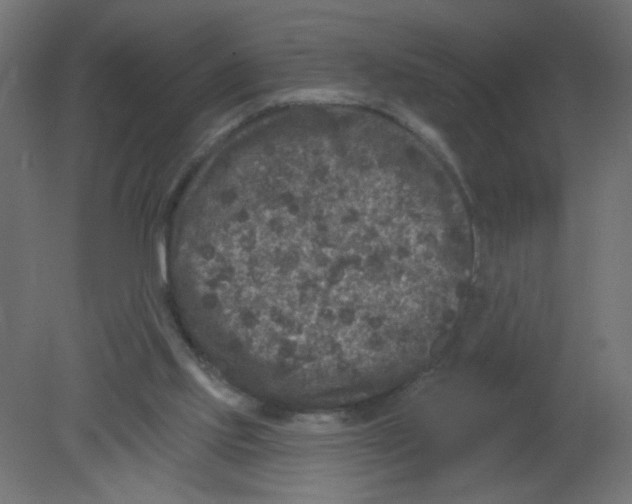 X0000080740061200701121948