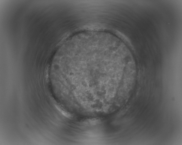 X0000080740065200701121948