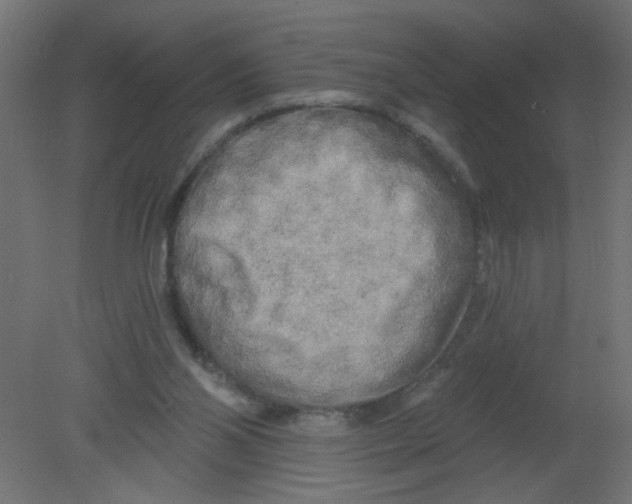 X0000080740110200701121947