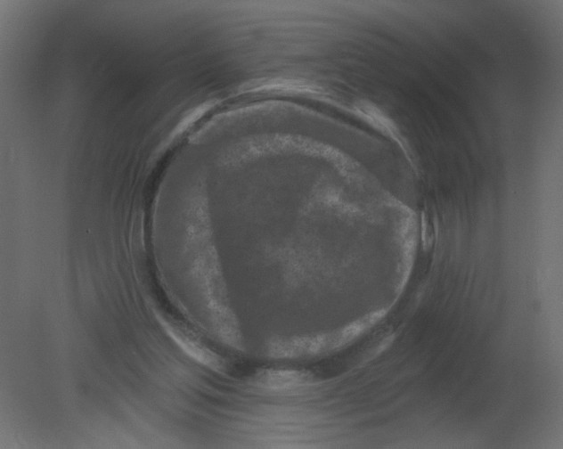 X0000080740205200701121945