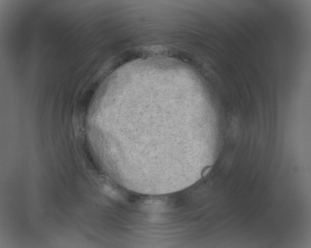 X0000080740236200701121945