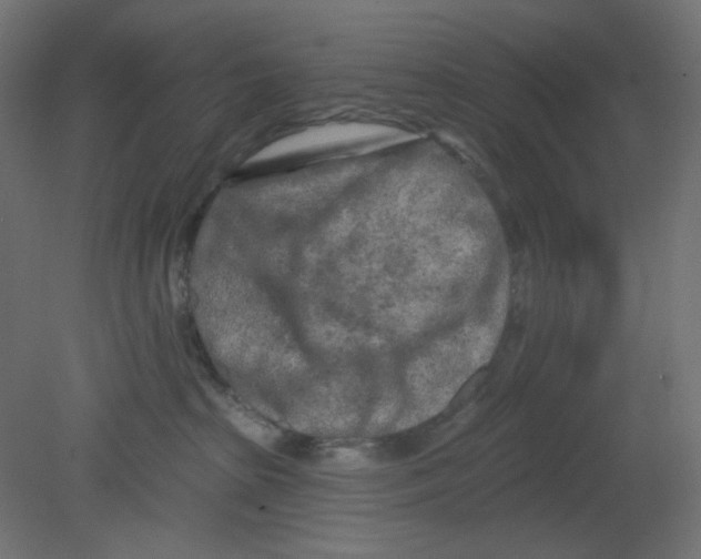 X0000080740285200701121945