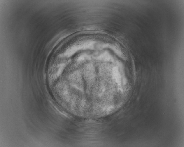 X0000080740290200701121944