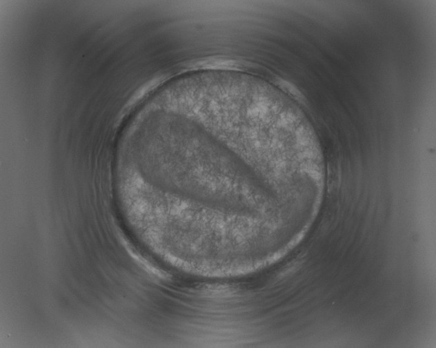 X0000080740349200701121942