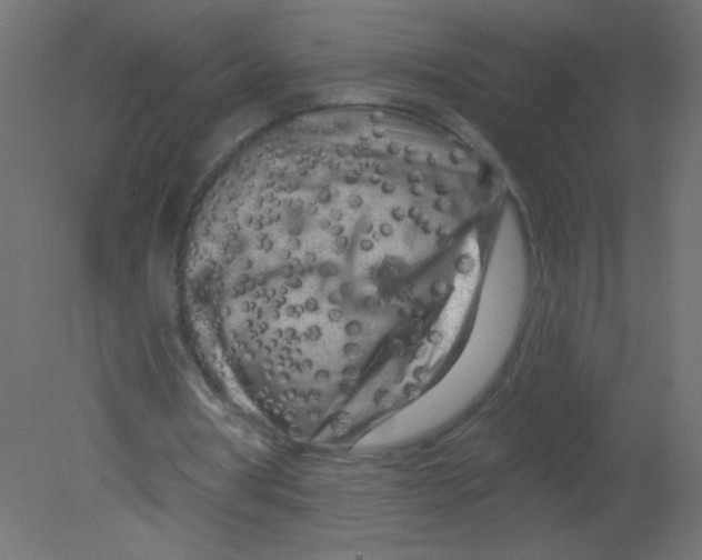 X0000080740386200701121942