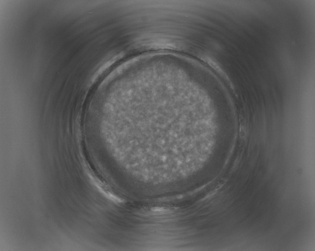 X0000080740390200701121942