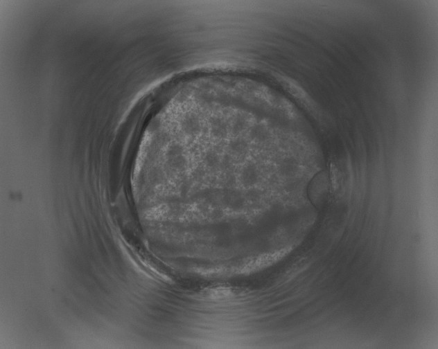 X0000080740588200701121939