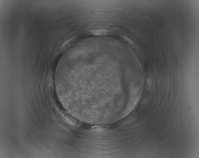 X0000080740620200701121938