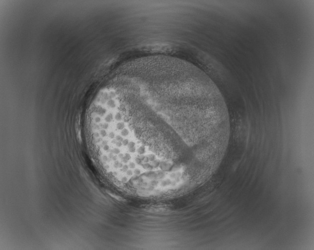 X0000080740643200701121938