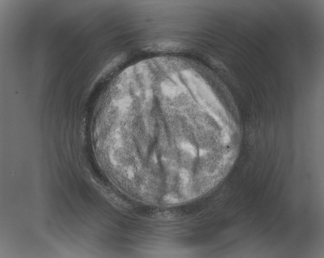 X0000080740735200701121936