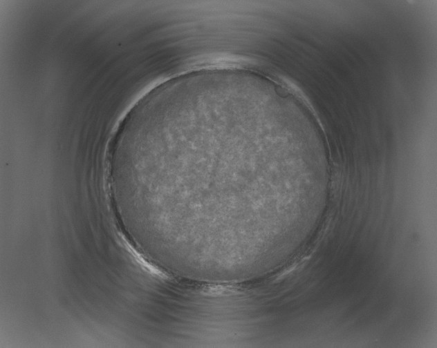 X0000080740835200701121934