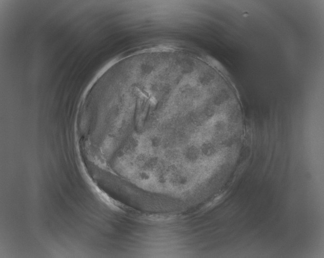 X0000080740859200701121935