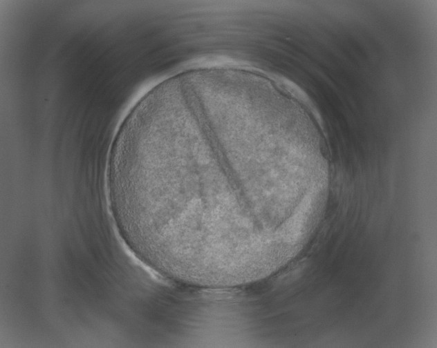 X0000080740863200701121935