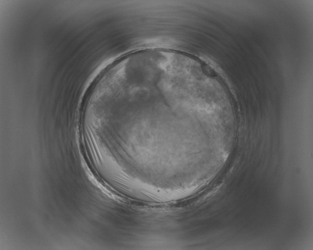 X0000080740941200701121933