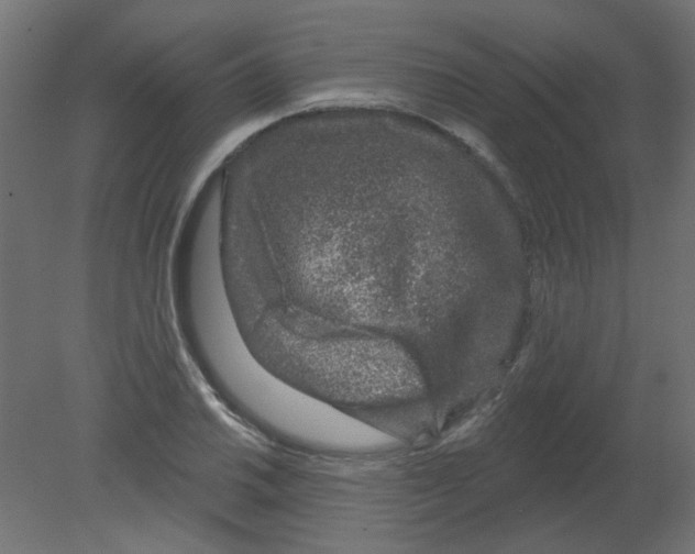 X0000080741030200701121931