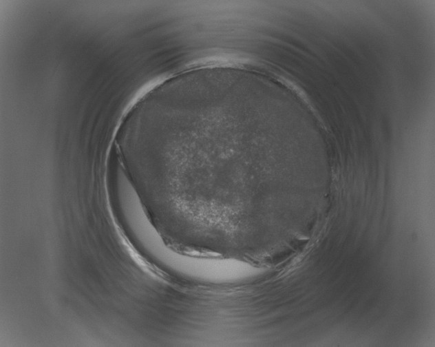 X0000080741034200701121931