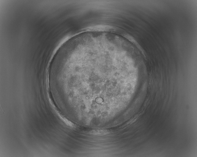 X0000080741083200701121930