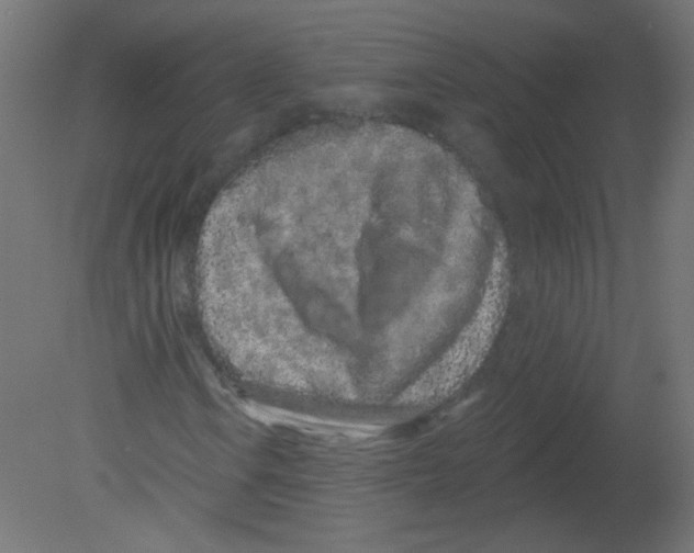 X0000080741106200701121929