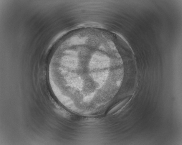 X0000080741115200701121929