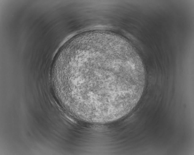 X0000080741170200701121929