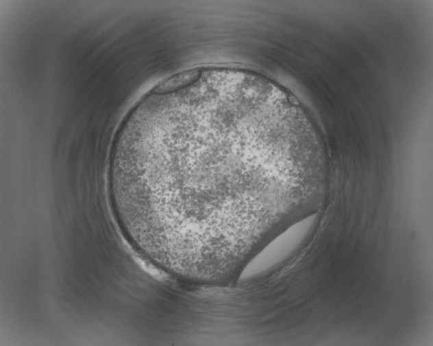 X0000080741237200701121928